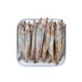 Capelin