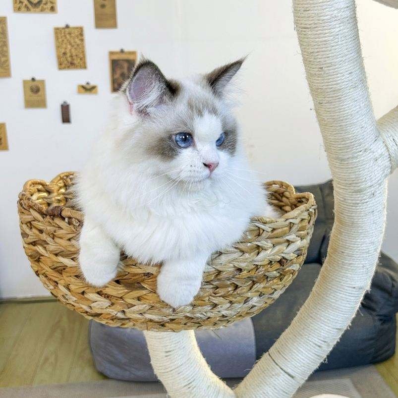 Cat Tree Maintenance and After-Sales Care: How Brands Can Build Loyalty Through Better Support